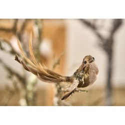 La Vida - Fugl Natur