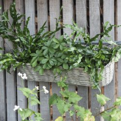 Ib Laursen Altankurv til ophng