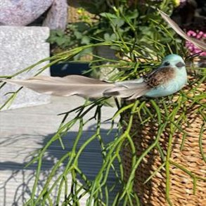 La Vida Fugl med clips til dekoration