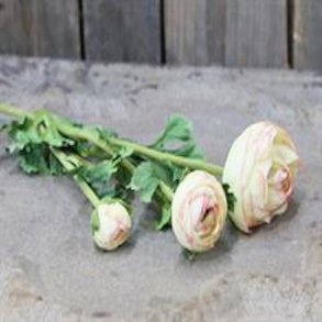 Chic Antique Blomst Ranunkel